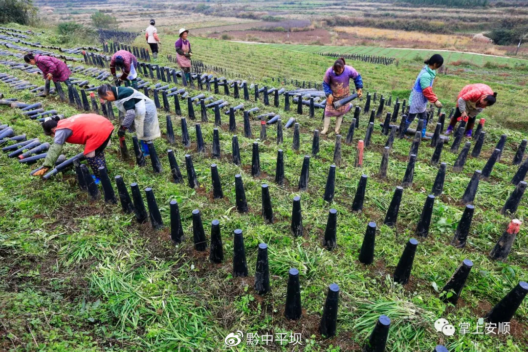 塘约村韭黄种植基地里，村民劳作忙 卢维 摄