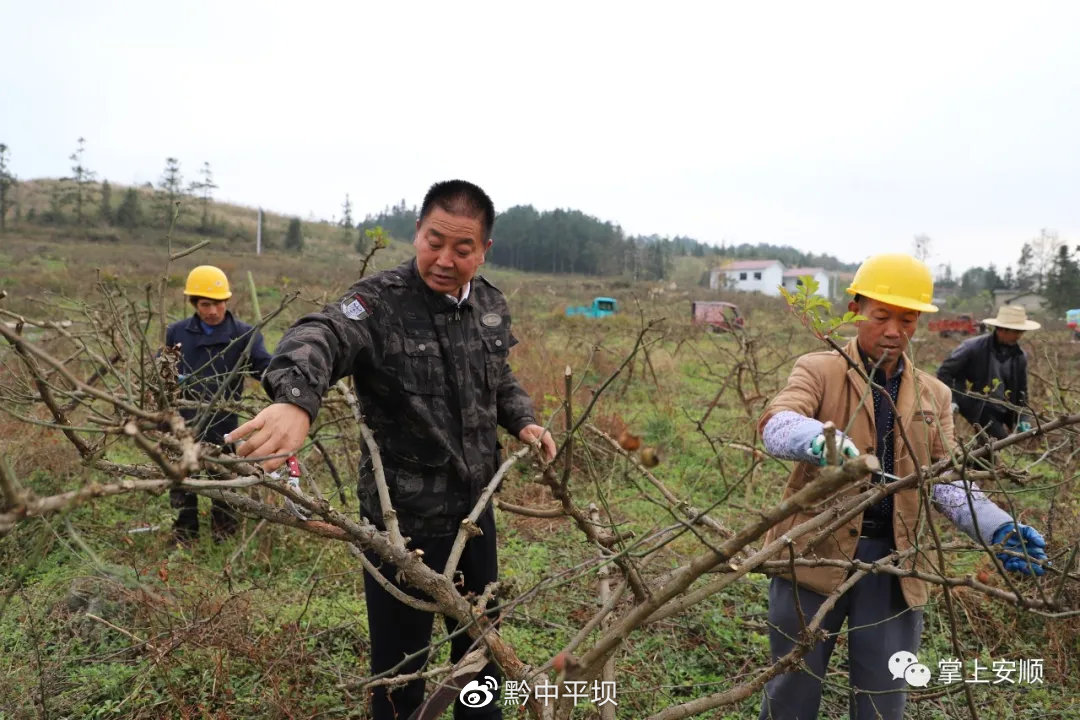 陈大兴（前左一）带领村民给金刺梨修枝