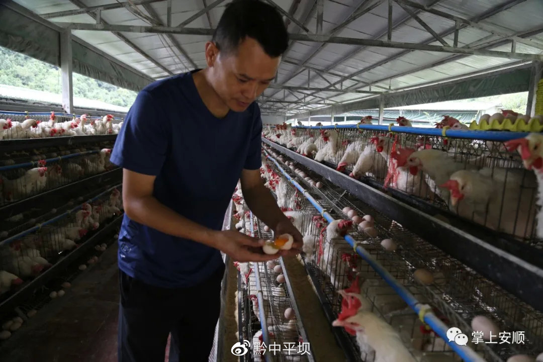 张厚学查看高床蛋鸡产蛋情况